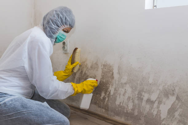 Best Professional Mold Removal  in Bellaire, TX