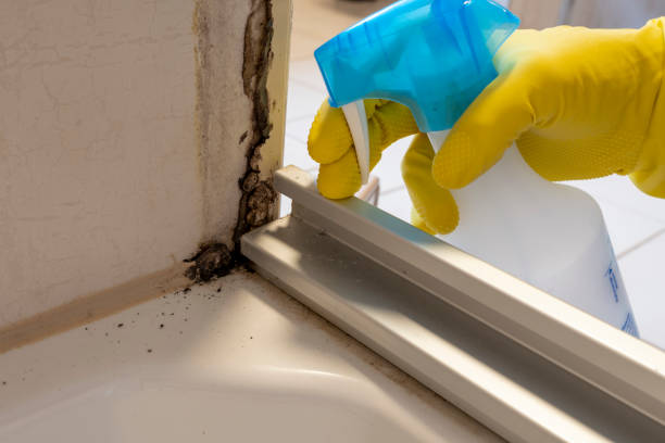 Best Attic Mold Removal  in Bellaire, TX