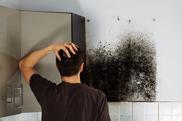 Best Home Mold Removal  in Bellaire, TX