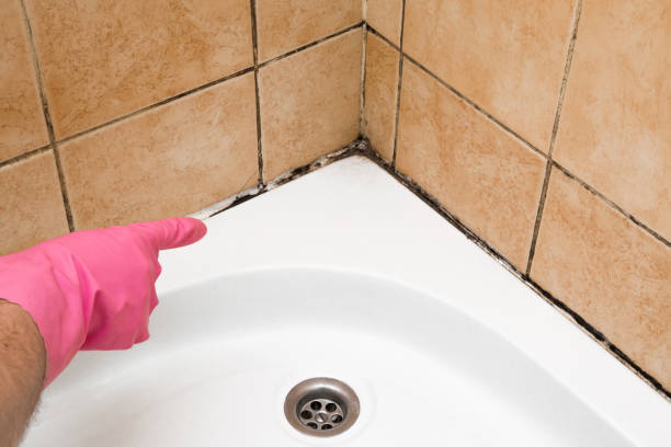 Best Local Mold Removal Service  in Bellaire, TX